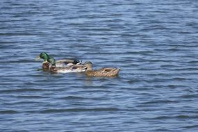 three Ducks on blue Water