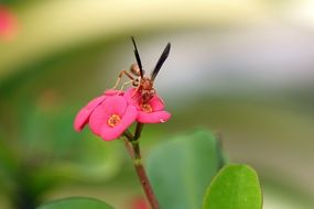 insect on bright pink flowers close-up on a blurred background