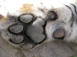 paw of a big tiger close up