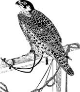 drawing of a perched falcon