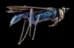 Blue Mud Wasp