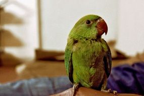green Parrot Bird