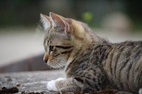 striped kitten lying on the ground