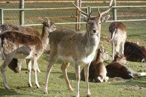 group of Roe Deers on fenced lawn