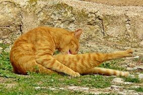 Relaxed Orange Cat