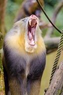 mandrill yawns standing on a branch on a blurred background
