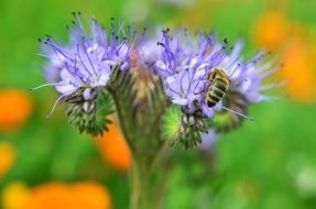 bee on the garden flower in spring