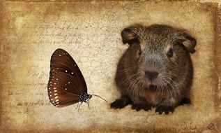 guinea pig and butterfly on vintage style paper