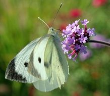 pale green butterfly on the purple flower