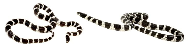 two striped snakes