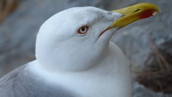 white seagull with a yellow beak on the sea close up