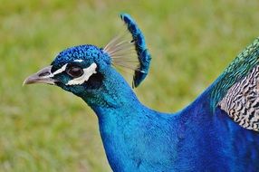 Peacock on a background of green grass