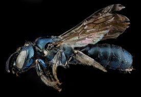 Macro photo of Carpenter Bee