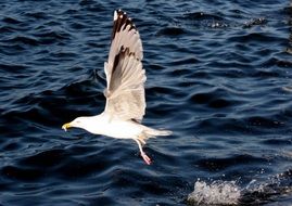 seagull is flying with prey in its beak over the water