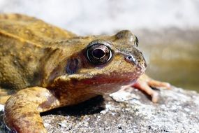 frog on a rock near the lake