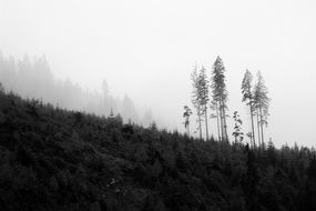 Trees Black White