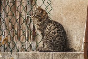 grey Cat sits at stucco wall