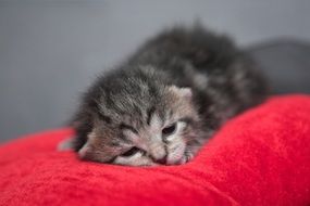 Sweet Kitten Pussy sleeping