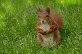 beautiful small Squirrel