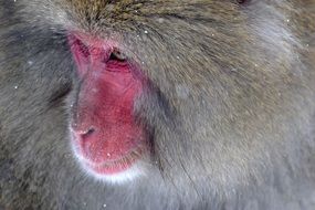 Baboon Primate