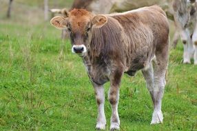 Cows Allgäu Cute Ruminant