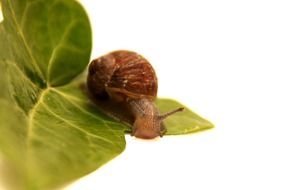 brown snail on a leaf close-up