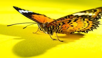 butterfly with spreading wings on the yellow background