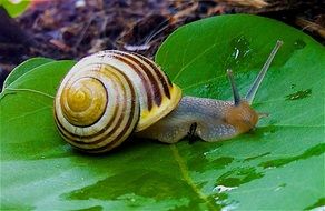 Garden Snail or Cepaea hortensis