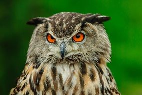 bird of prey eyes