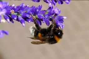 macro picture of hummel on the purple flower in summer