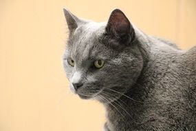 portrait of an old gray cat