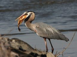 Beautiful great blue heron in wildlife
