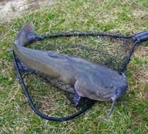 Catfish in the net