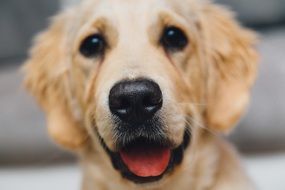 Portrait of the beautiful Golden Retreiver