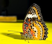 butterfly with orange wing on the yellow background