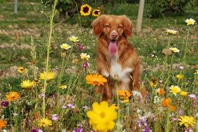 happy ginger dog among bright yellow flowers