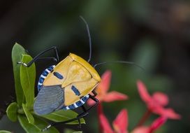 blue-yellow beetle on a tropical plant