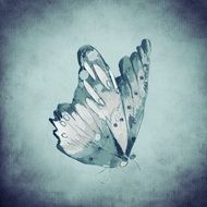 blue butterfly on a gray background