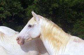 white horse with a golden mane