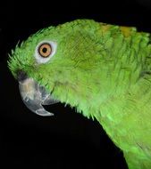 head of a green parrot on a dark background