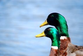 beautiful ducks with green heads