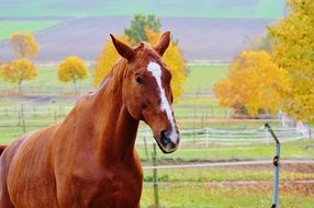 majestic farm horse