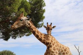 two giraffes in the zoo