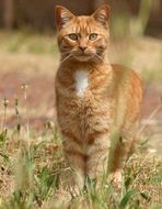 ginger cat on a green meadow