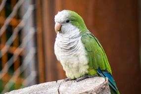 white and green parrot on the stone