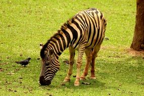 zebra in a green meadow