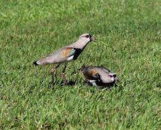 Vanellus chilensis in South America