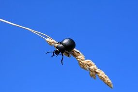 black beetle on a spikelet on a sunny day close up