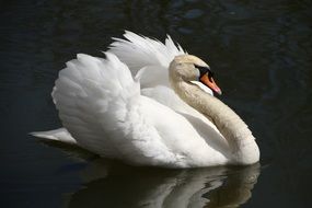 beautiful and amazing Swans