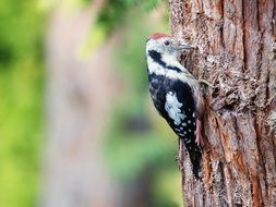 woodpecker on the tree trunk